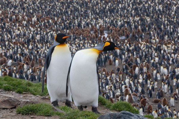 Goff, Ellen B. 아티스트의 Southern Ocean-South Georgia-St-Andrews Bay-Two adults stand together overlooking the crowded colony작품입니다.